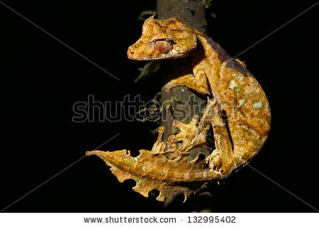 Satanic Leaf-tailed Gecko clipart #19, Download drawings