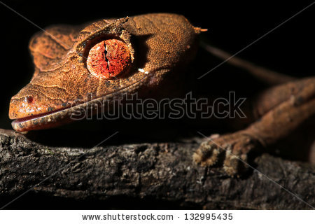 Satanic Leaf-tailed Gecko clipart #15, Download drawings