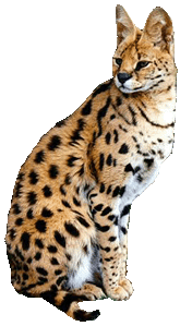 Serval clipart #7, Download drawings