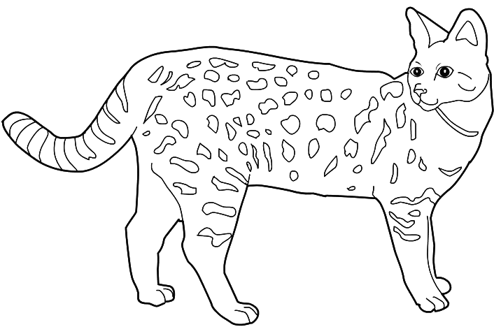 Savannah Cat coloring #5, Download drawings