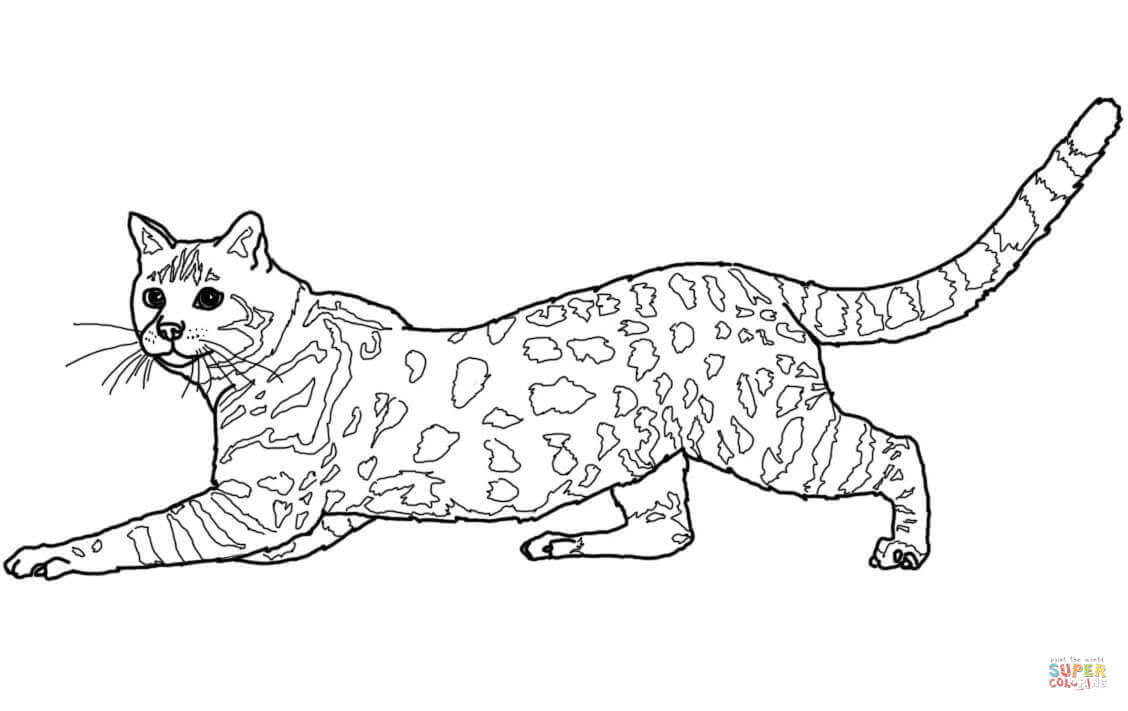 Savannah Cat coloring #7, Download drawings