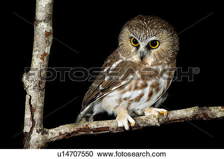 Saw Whet Owl clipart #12, Download drawings