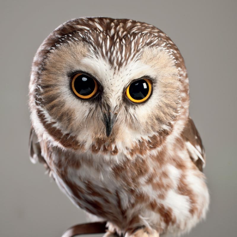 Saw Whet Owl clipart #19, Download drawings