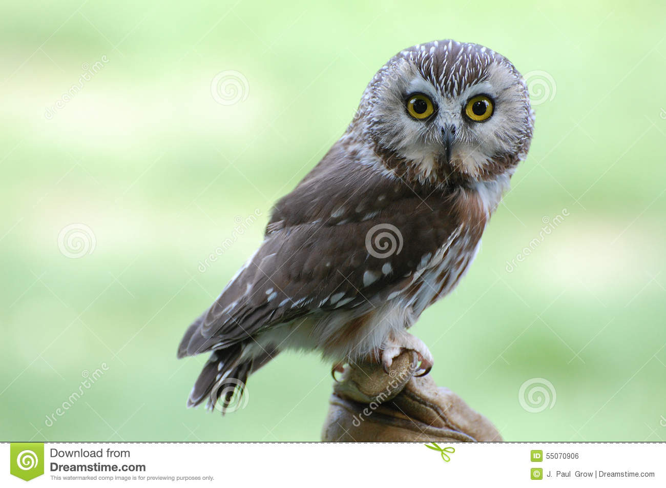 Saw Whet Owl clipart #15, Download drawings