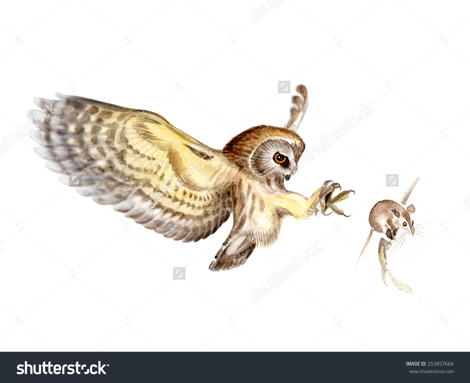 Saw Whet Owl clipart #10, Download drawings