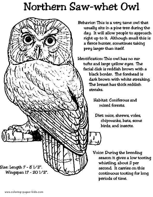 Saw Whet Owl coloring #7, Download drawings