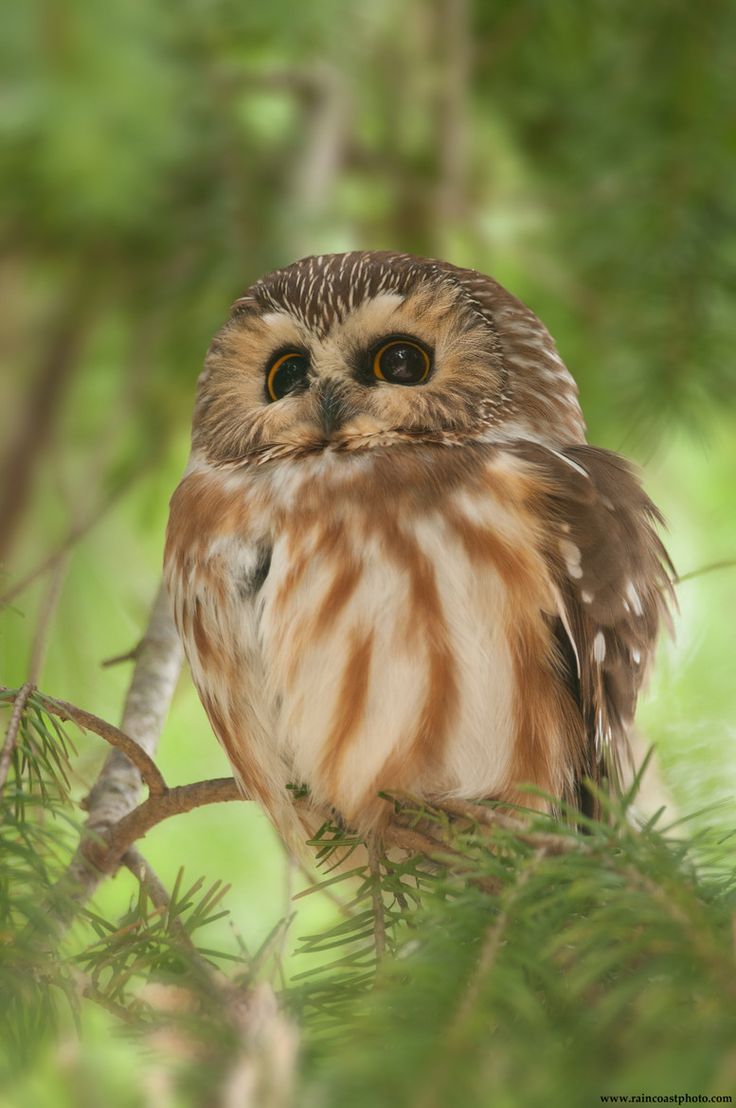 Saw Whet Owl svg #8, Download drawings