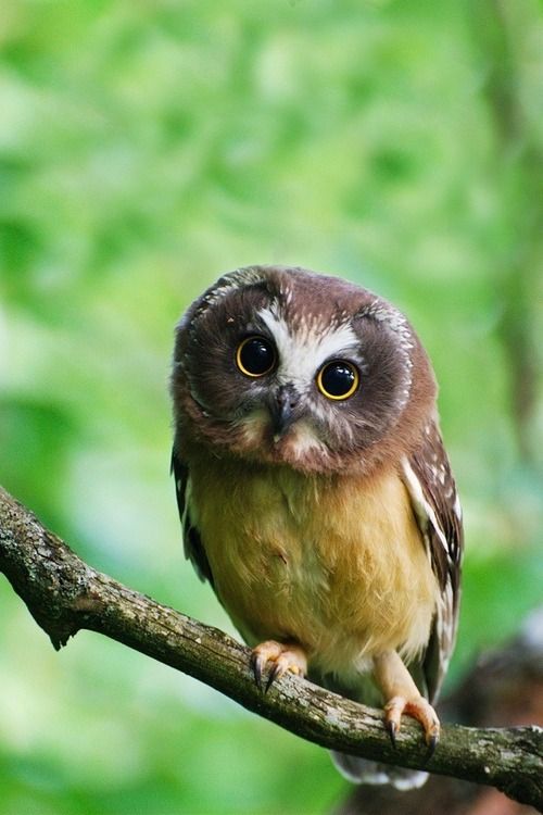 Saw Whet Owl svg #9, Download drawings