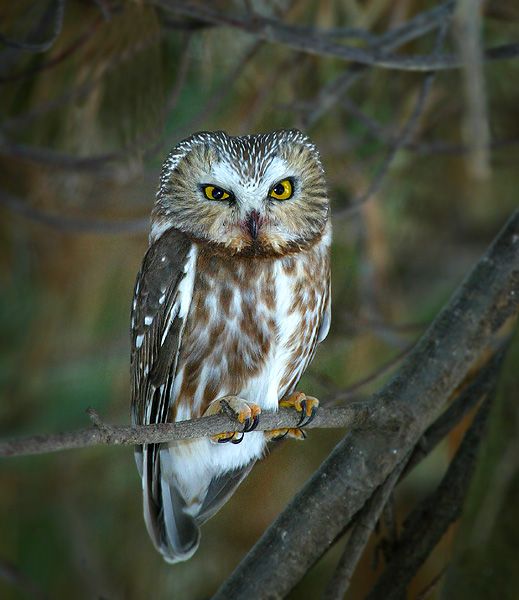 Saw Whet Owl svg #10, Download drawings