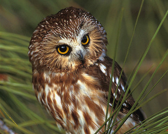 Saw Whet Owl svg #15, Download drawings