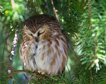 Saw Whet Owl svg #14, Download drawings