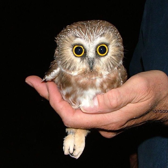 Saw Whet Owl svg #7, Download drawings