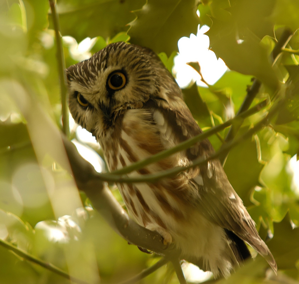 Saw Whet Owl svg #19, Download drawings