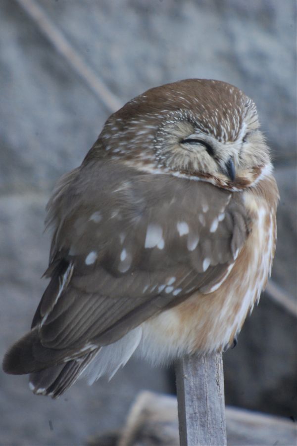 Saw Whet Owl svg #2, Download drawings