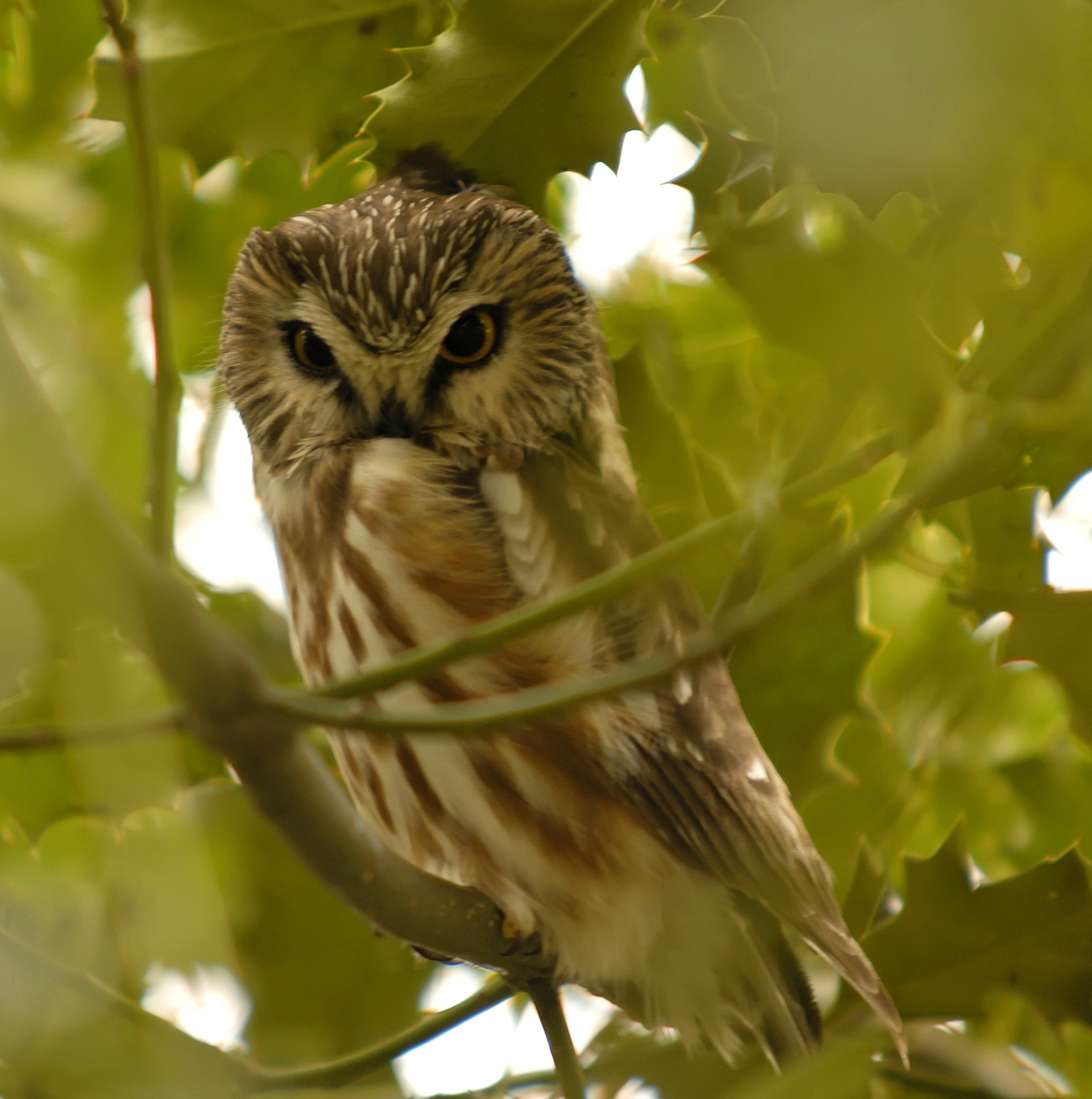 Saw Whet Owl svg #17, Download drawings