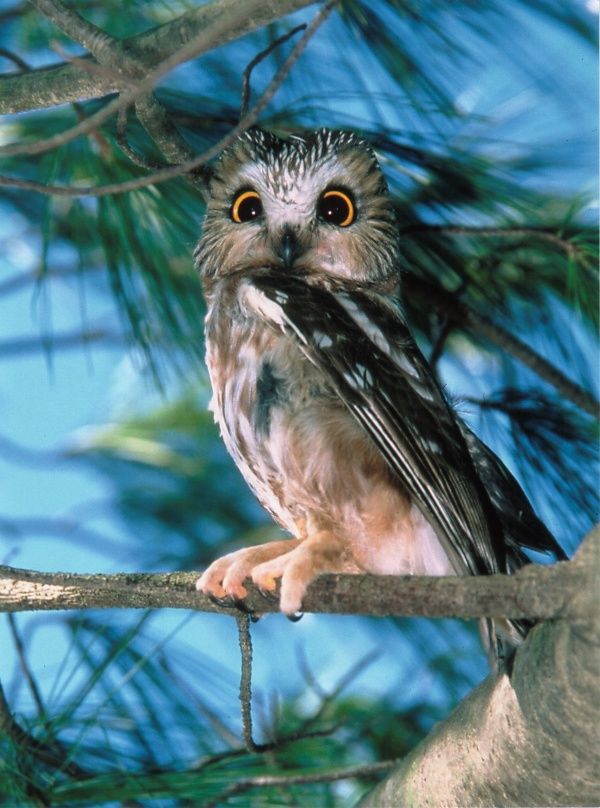 Saw Whet Owl svg #12, Download drawings