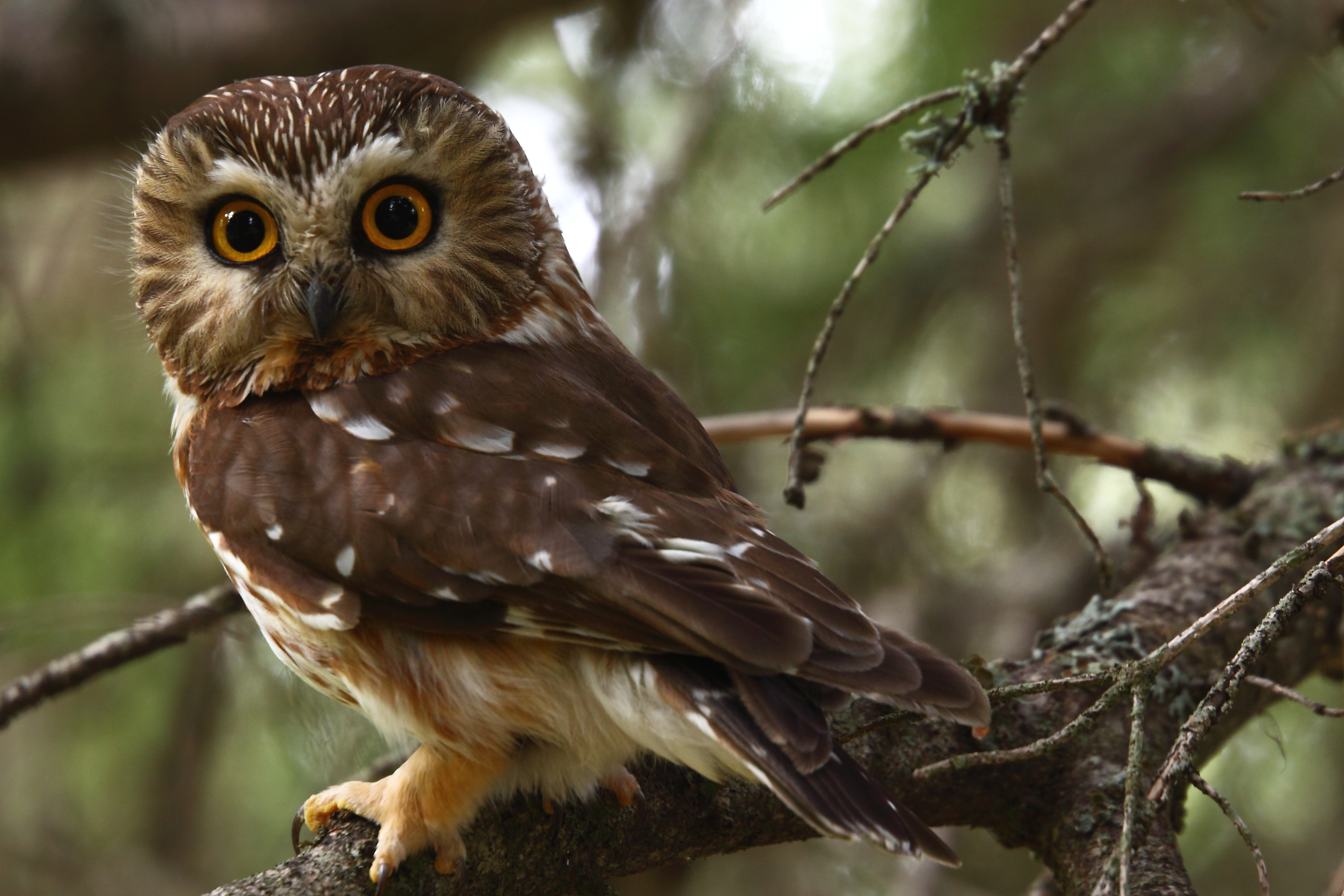 Saw Whet Owl svg #6, Download drawings