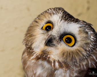Saw Whet Owl svg #18, Download drawings