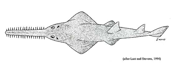 Sawfish coloring #8, Download drawings