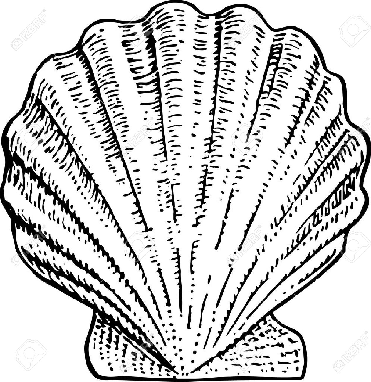 Scallop clipart #11, Download drawings