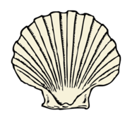 Scallop clipart #8, Download drawings