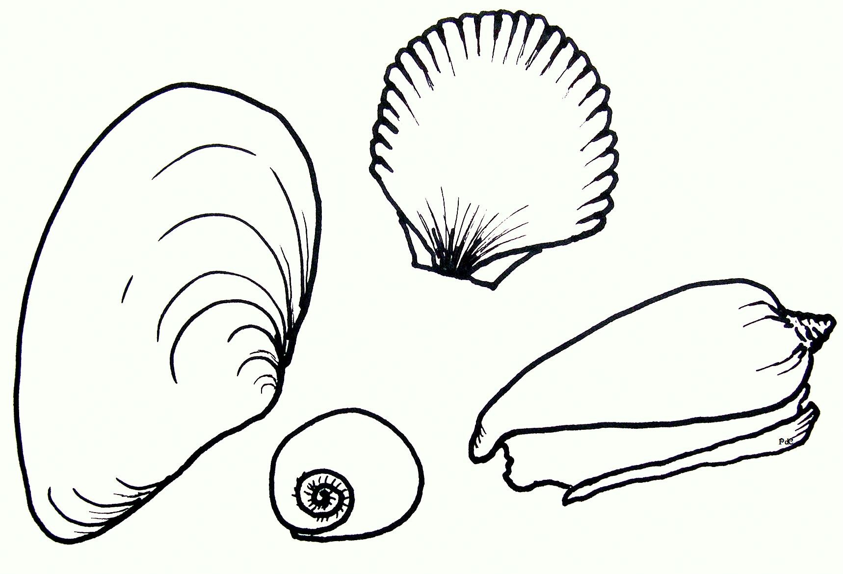 Scallop coloring #19, Download drawings