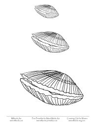 Scallop coloring #12, Download drawings