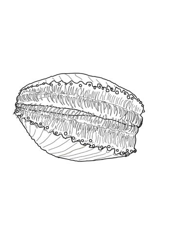 Scallop coloring #4, Download drawings