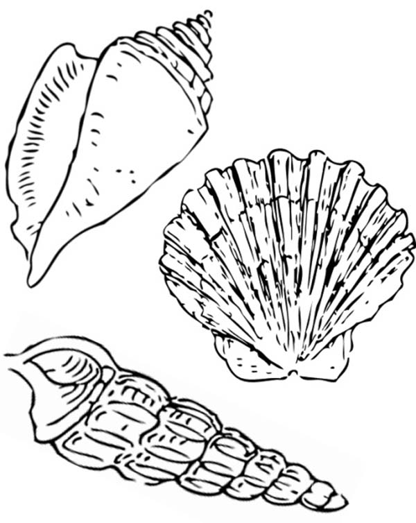 Scallop coloring #5, Download drawings