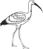 Scarlet Ibis clipart #1, Download drawings