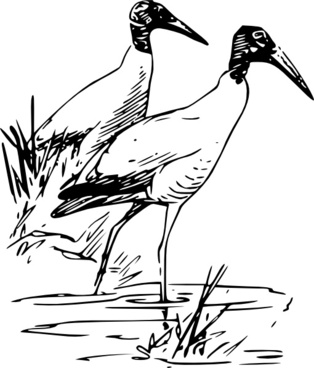 Scarlet Ibis svg #7, Download drawings