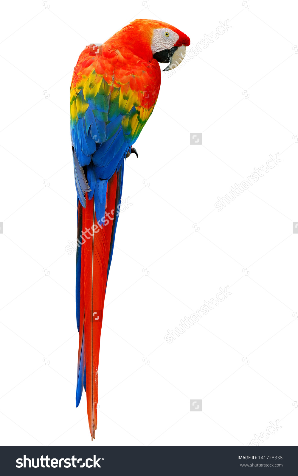 Scarlet Macaw clipart #2, Download drawings
