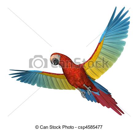 Scarlet Macaw clipart #6, Download drawings