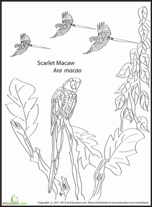 Scarlet Macaw coloring #14, Download drawings