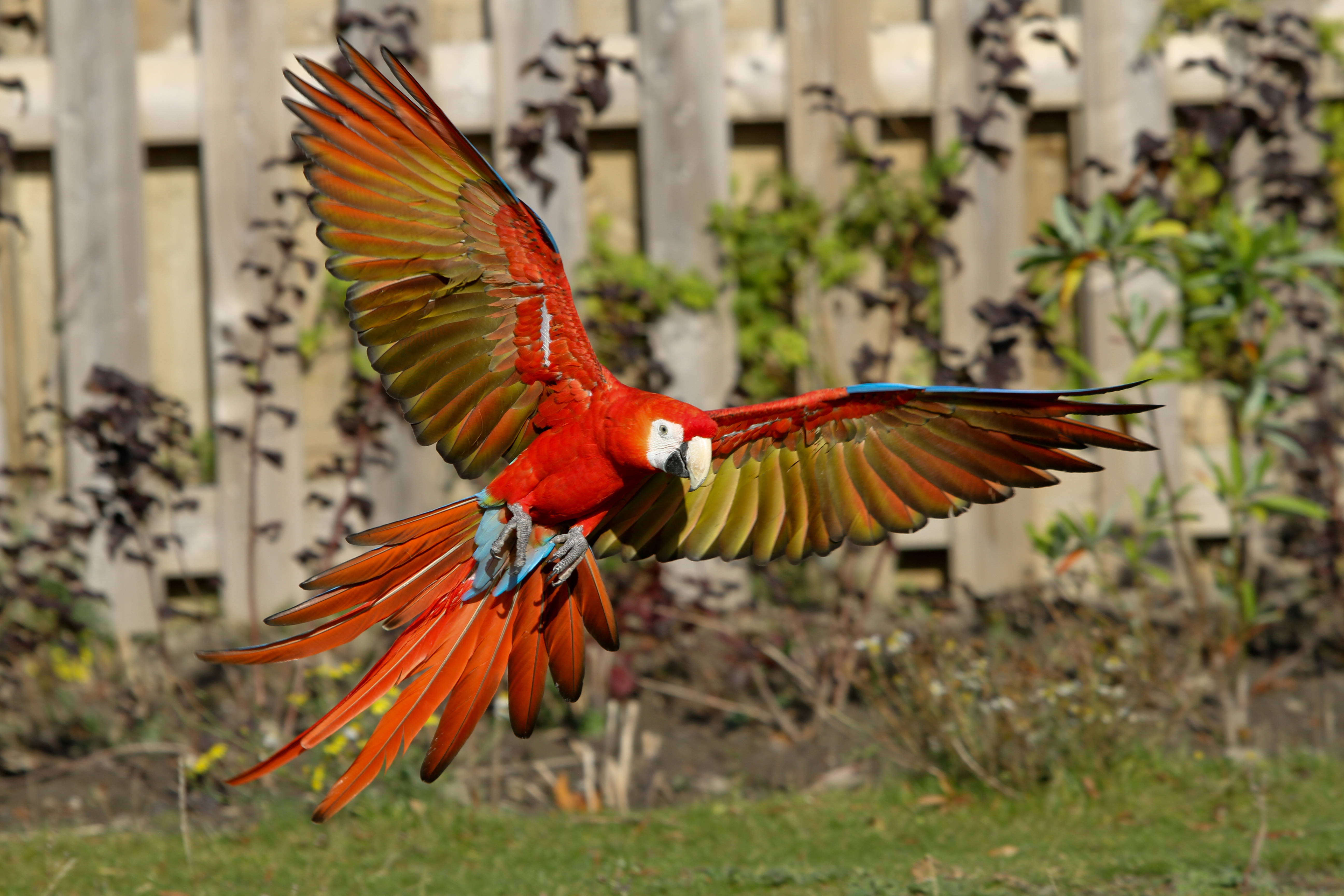 Scarlet Macaw svg #11, Download drawings