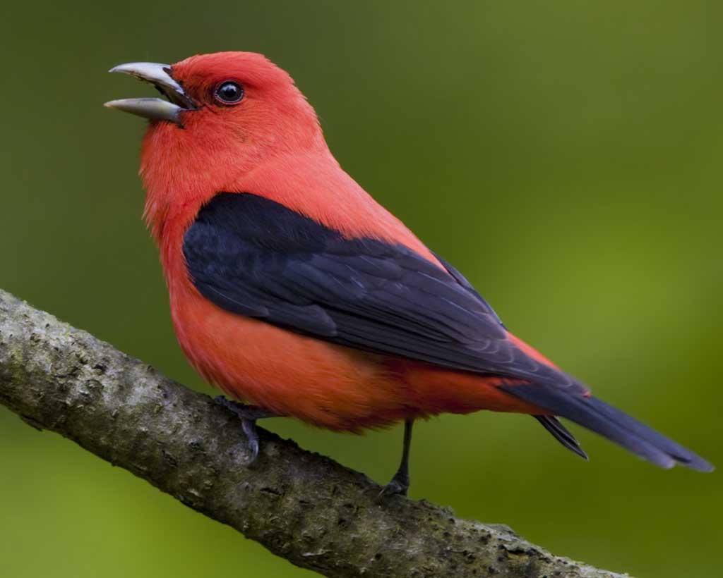 Scarlet Tanager clipart #4, Download drawings