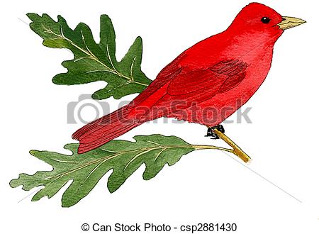 Summer Tanager clipart #15, Download drawings