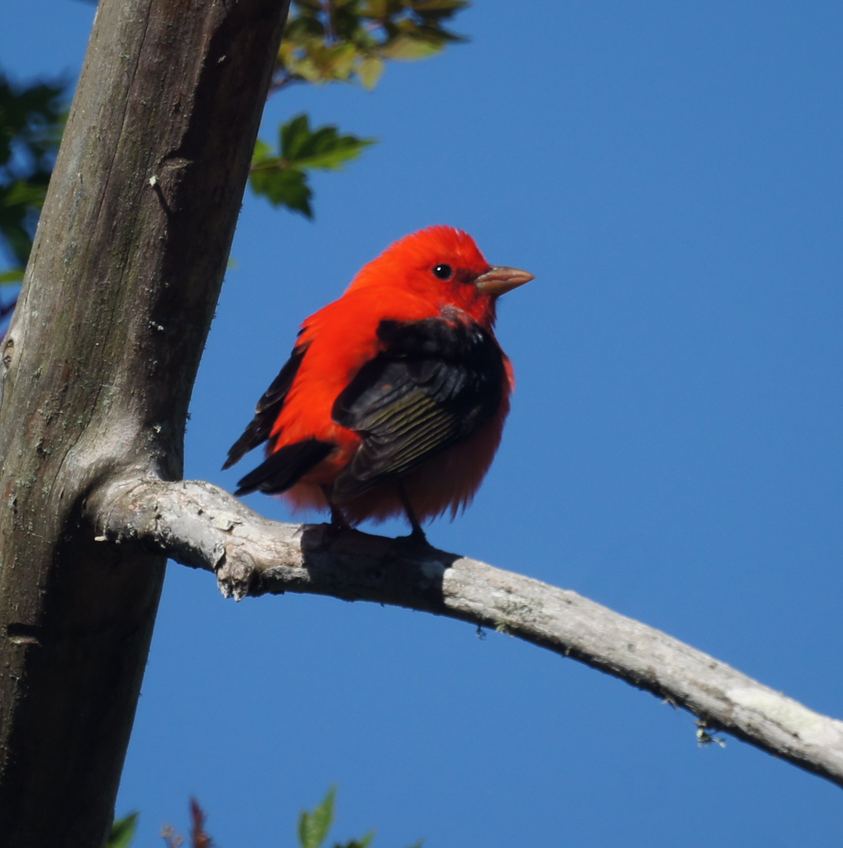 Scarlet Tanager svg #6, Download drawings