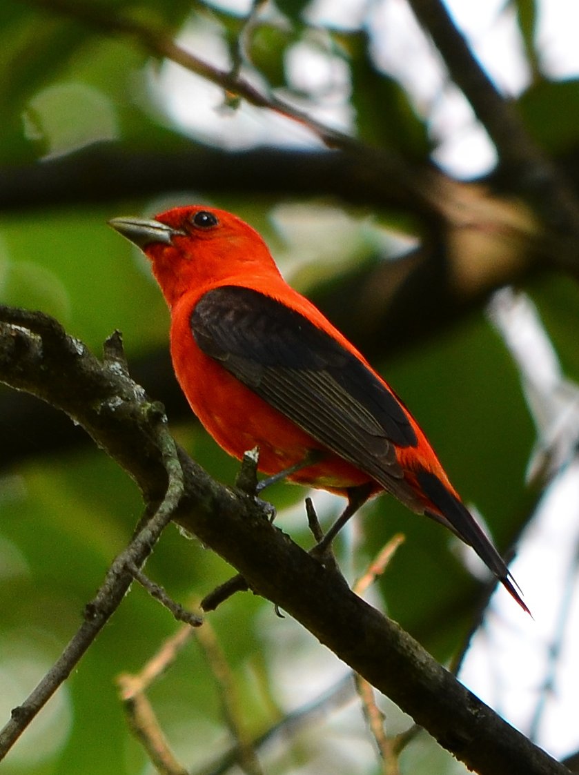 Scarlet Tanager svg #8, Download drawings