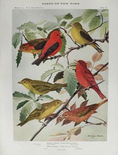 Scarlet Tanager svg #4, Download drawings