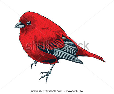 Scarlet Tanager svg #13, Download drawings