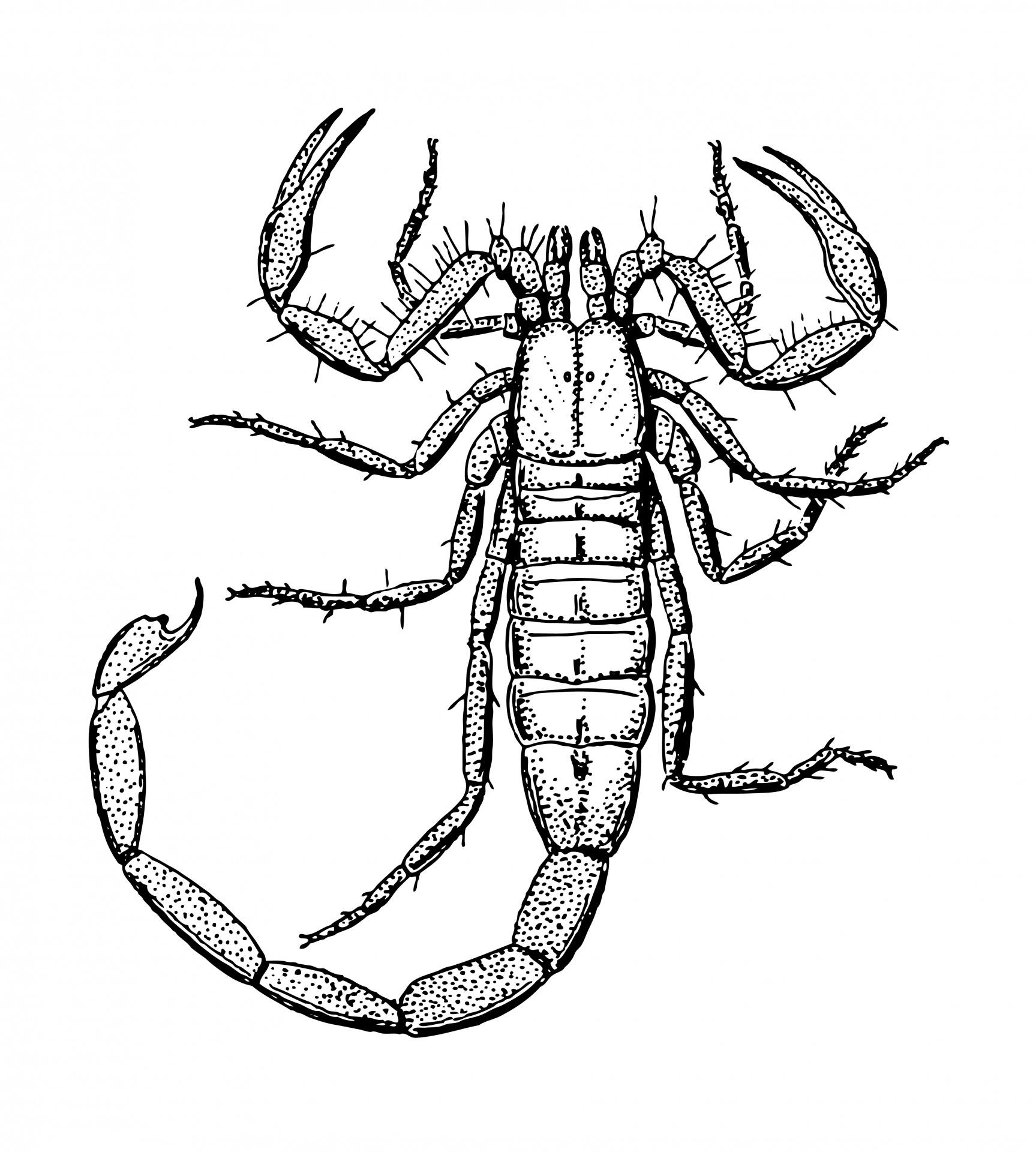 Scorpion clipart #4, Download drawings