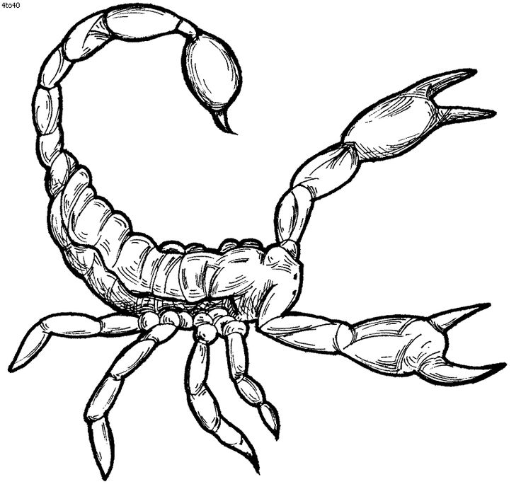 Scorpion clipart #7, Download drawings
