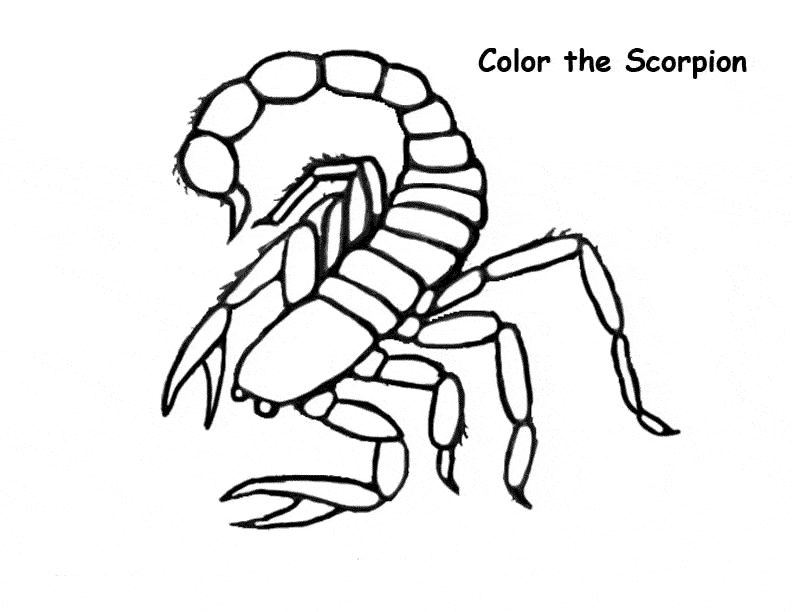 Scorpion coloring #13, Download drawings