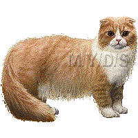 Scottish Fold clipart #9, Download drawings