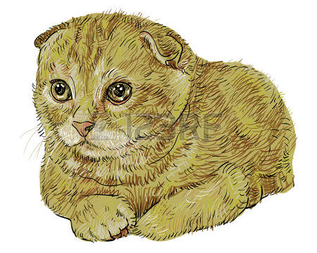 Scottish Fold clipart #19, Download drawings