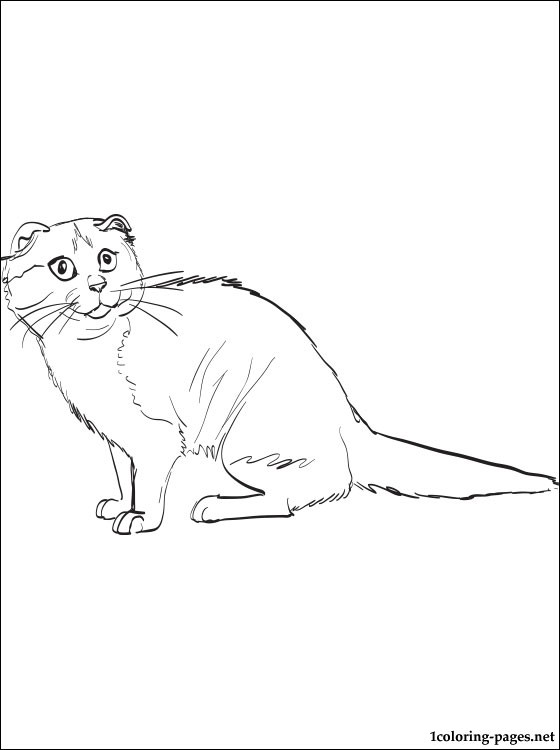 Scottish Fold coloring #7, Download drawings