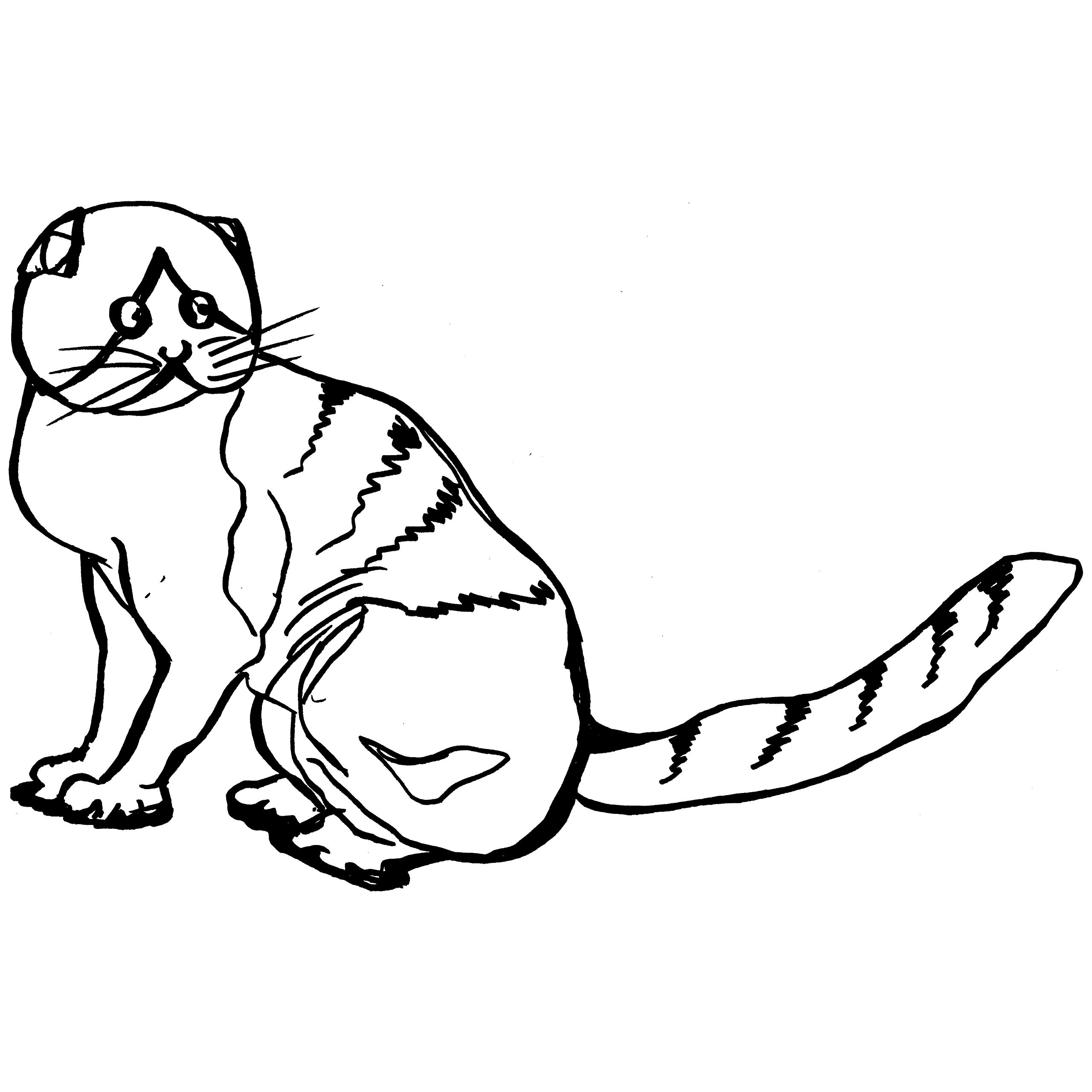 Scottish Fold coloring #6, Download drawings