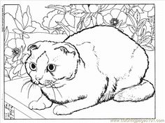 Scottish Fold coloring #12, Download drawings