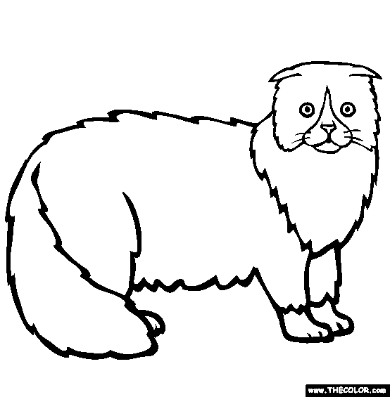 Scottish Fold coloring #20, Download drawings